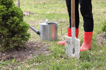 gardener with shovel and watering can in the garden. taking care of evergreen tree
