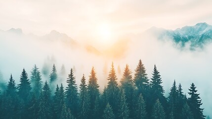 Obraz premium Misty sunrise illuminates the dense evergreen forest on mountain tops