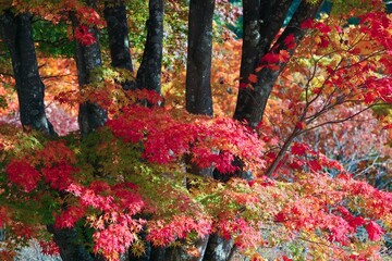 真っ赤に燃える紅葉