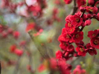 3月に咲いた可愛いボケの花