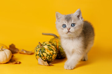 Silver chinchilla kitten walks toward the camera on a yellow background, surrounded by decorative...