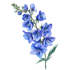 A watercolor vector of a Larkspur flower, isolated on a white background. Larkspur flower vector

