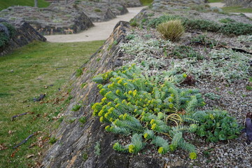 minimalistic image of a roller spurge (Euphorbia mysinites) plant in a rock garden