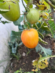 Close up shoot of raw  tomato hanging on tree.