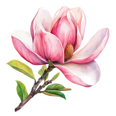 A watercolor vector of a Magnolia flower, isolated on a white background. Magnolia flower vector


