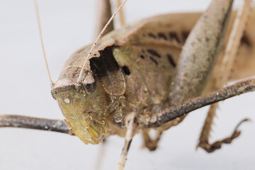 Macro close up shot of brown grasshopper. background is out of focus.