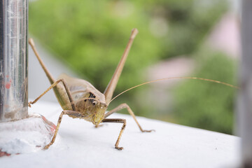 Macro close up shot of brown grasshopper. background is out of focus.