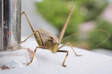 Macro close up shot of brown grasshopper. background is out of focus.