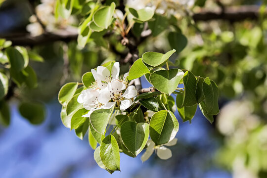 Blooming tree branch in spring with a beautiful white flowers