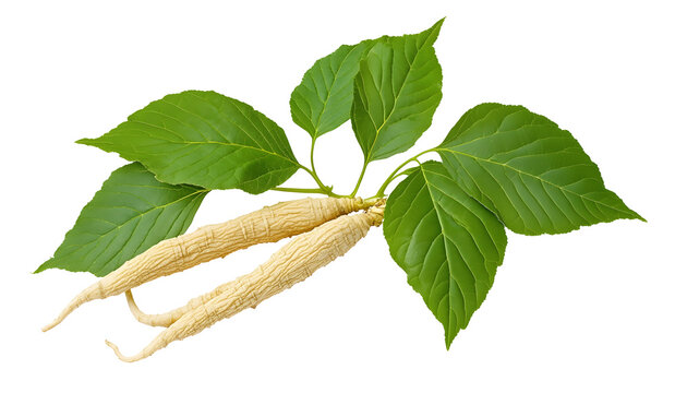 Ginseng and eleutherococcus trifoliatus leaf , clipping path  -  