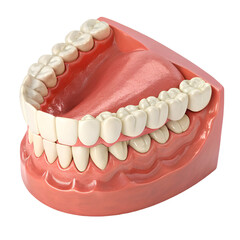 Healthy Human Teeth Dental Model 3d jaw isolated on white background