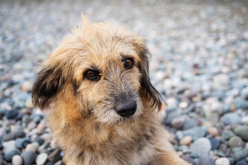 Portrait of a red shaggy sad dog relaxing on a pebble beach on a sunny day. Homeless street animals