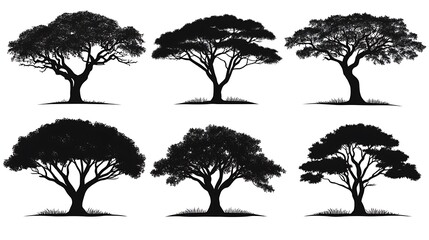 Fototapeta premium Silhouetted trees with lush crowns and detailed branching are presented