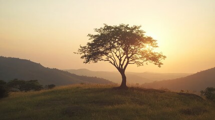 Obraz premium A single tree photographed in the golden hour of morning and evening.