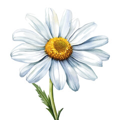 A watercolor vector of an Oxeye Daisy flower, isolated on a white background. Oxeye Daisy flower vector

