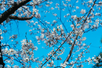 2025年の日比谷の桜