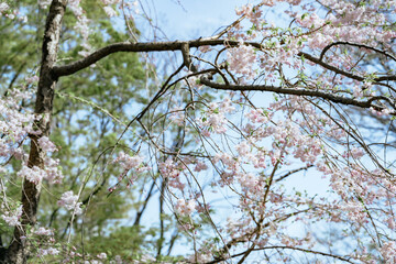 Obraz premium 2025年の日比谷の桜