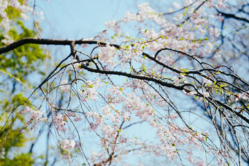 2025年の日比谷の桜