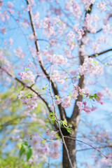 2025年の日比谷の桜