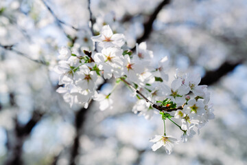 2025年の日比谷の桜