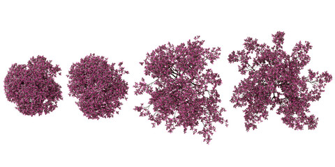 Fototapeta premium Collection of Tabebuia rosea Trees on transparent background from the top view