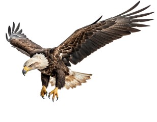 Obraz premium Majestic Bald Eagle in Flight