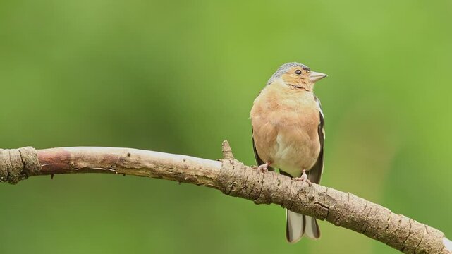 Male Eurasian chaffinch fringilla coelebs on a isolated perch preening