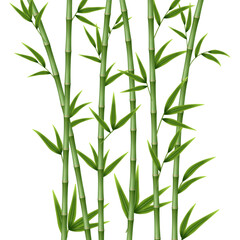 Obraz premium Bamboo stems, branches and leaves. Tropical greenery with leaves. Zen design concept