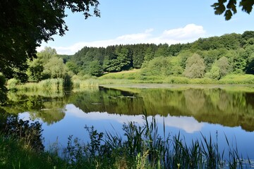 Fototapeta premium Lake scene with lush green trees, reeds, and water reflection