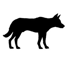 Silhouette Dingo Dog Isolated Vector Illustration