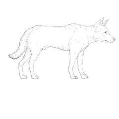 Sketch Dingo Dog Vector Illustration