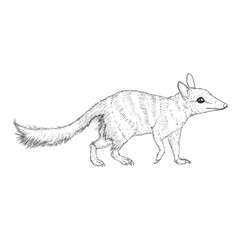 Sketch Numbat Isolated Vector Illustration