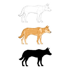 Vector Set of Dingo Dog Illustrations in Different Graphic Styles