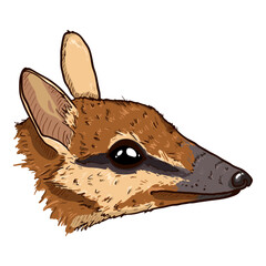 Cartoon Head of Numbat Vector Illustration