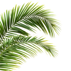 Obraz premium palm tree leaves
