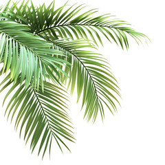 Fototapeta premium palm tree isolated on white