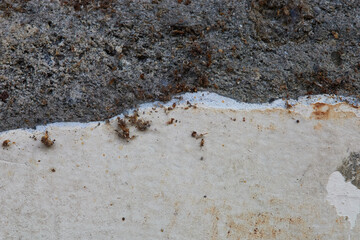 Close up Macro Shot of Textured Wall With Ants Crawling Along the Surface Highlighting Decay and Disrepair