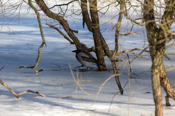 crow on ice on a sunny day