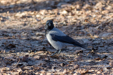 portrait of a crow on fallen leaves on a sunny day