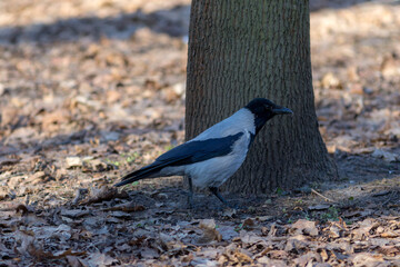 portrait of a crow on fallen leaves in spring day