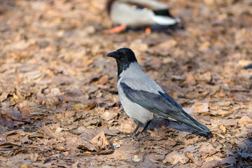 portrait of a crow on fallen leaves in spring