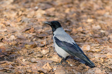 crow on fallen leaves