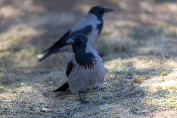 crow close up