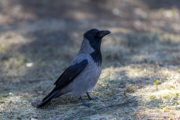crow on the ground closeup