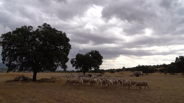 Flock of Sheep Grazing in the Manchegan Dehesa under a Summer Stormy Sky - 922
