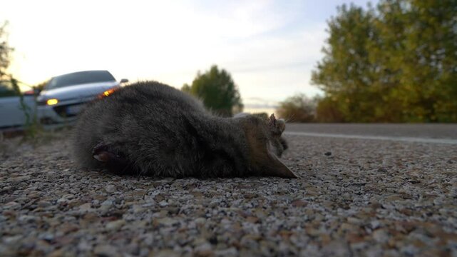 European Wildcat Roadkill on a Spanish Road - 943
