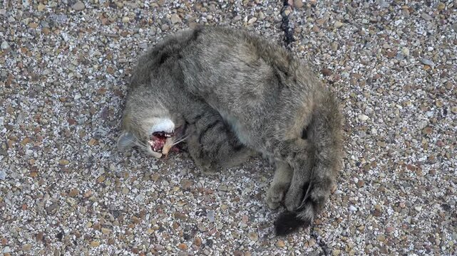 European Wildcat Killed by Road Collision - 947
