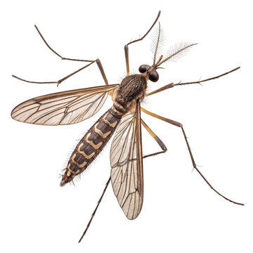 Detailed studio shot of a crane fly or mosquito hawk on white background.