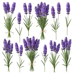 Obraz premium Lavender Flowers Collection Isolated Bundles and Single Stems