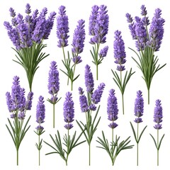 Obraz premium Lavender Collection Various Stems and Bunches